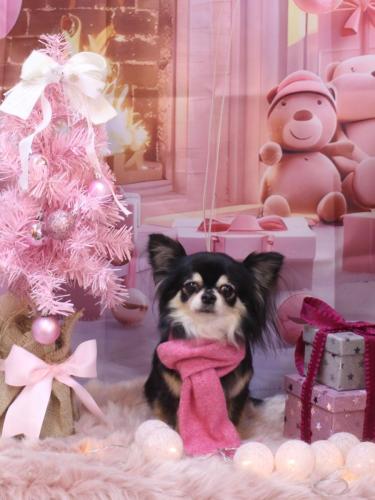 20241230アリューくん 